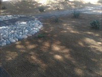 Drought Tolerant Lawn