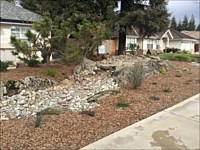 Drought Tolerant Lawn