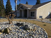 Drought Tolerant Lawn